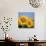 Close-Up of Sunflowers in Italy, Europe-Tony Gervis-Photographic Print displayed on a wall