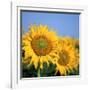 Close-Up of Sunflowers in Italy, Europe-Tony Gervis-Framed Photographic Print