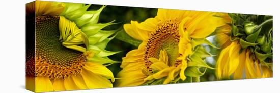 Close-Up of Sunflowers-null-Stretched Canvas
