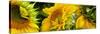 Close-Up of Sunflowers-null-Stretched Canvas