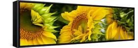 Close-Up of Sunflowers-null-Framed Stretched Canvas