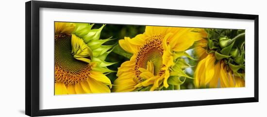 Close-Up of Sunflowers-null-Framed Premium Photographic Print