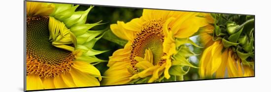 Close-Up of Sunflowers-null-Mounted Premium Photographic Print