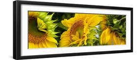 Close-Up of Sunflowers-null-Framed Photographic Print