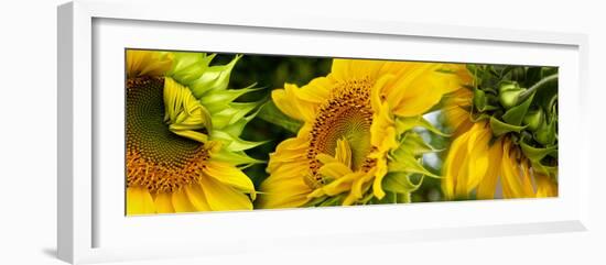 Close-Up of Sunflowers-null-Framed Photographic Print