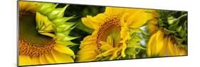 Close-Up of Sunflowers-null-Mounted Photographic Print