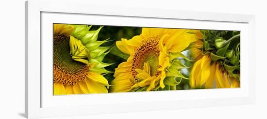 Close-Up of Sunflowers-null-Framed Photographic Print