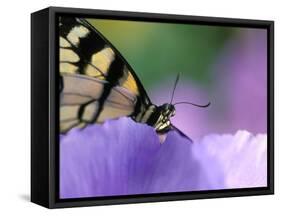 Close-up of Swallowtail Butterfly on Petunia in Garden-Nancy Rotenberg-Framed Stretched Canvas