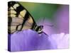 Close-up of Swallowtail Butterfly on Petunia in Garden-Nancy Rotenberg-Stretched Canvas