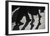 Close-Up Of Tango Dancers-null-Framed Art Print