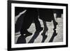 Close-Up Of Tango Dancers-null-Framed Art Print