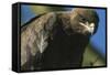 Close-Up of Tawny Eagle-Paul Souders-Framed Stretched Canvas