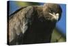 Close-Up of Tawny Eagle-Paul Souders-Stretched Canvas