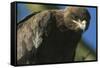 Close-Up of Tawny Eagle-Paul Souders-Framed Stretched Canvas