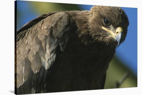 Close-Up of Tawny Eagle-Paul Souders-Stretched Canvas