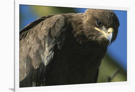 Close-Up of Tawny Eagle-Paul Souders-Framed Photographic Print