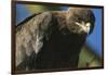 Close-Up of Tawny Eagle-Paul Souders-Framed Photographic Print