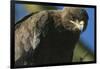 Close-Up of Tawny Eagle-Paul Souders-Framed Photographic Print