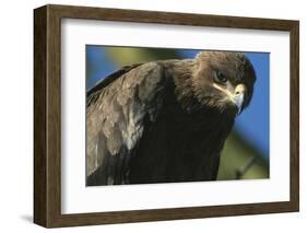 Close-Up of Tawny Eagle-Paul Souders-Framed Photographic Print