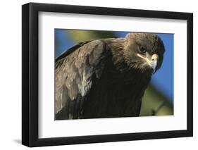 Close-Up of Tawny Eagle-Paul Souders-Framed Photographic Print