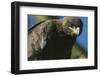 Close-Up of Tawny Eagle-Paul Souders-Framed Photographic Print