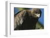 Close-Up of Tawny Eagle-Paul Souders-Framed Photographic Print