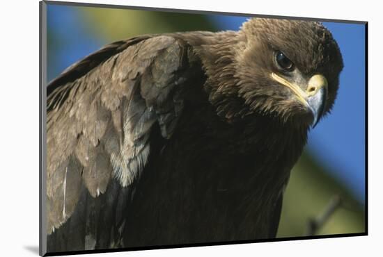 Close-Up of Tawny Eagle-Paul Souders-Mounted Photographic Print