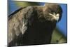 Close-Up of Tawny Eagle-Paul Souders-Mounted Photographic Print