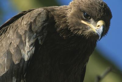 https://imgc.allpostersimages.com/img/posters/close-up-of-tawny-eagle_u-L-PZNCNR0.jpg?artPerspective=n