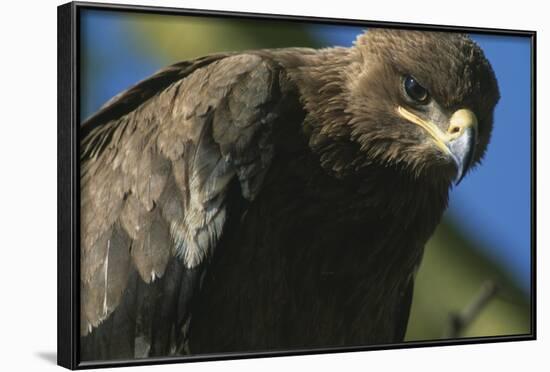 Close-Up of Tawny Eagle-Paul Souders-Framed Photographic Print