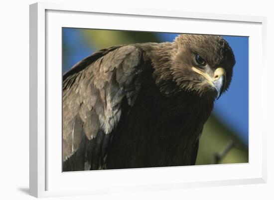 Close-Up of Tawny Eagle-Paul Souders-Framed Photographic Print