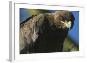 Close-Up of Tawny Eagle-Paul Souders-Framed Photographic Print