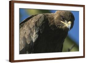 Close-Up of Tawny Eagle-Paul Souders-Framed Photographic Print