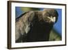 Close-Up of Tawny Eagle-Paul Souders-Framed Photographic Print