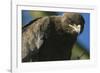 Close-Up of Tawny Eagle-Paul Souders-Framed Photographic Print