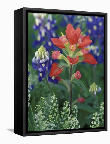 Close-up of Texas Paintbrush, Hill Country, Texas, USA-Adam Jones-Framed Stretched Canvas