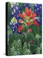 Close-up of Texas Paintbrush, Hill Country, Texas, USA-Adam Jones-Stretched Canvas