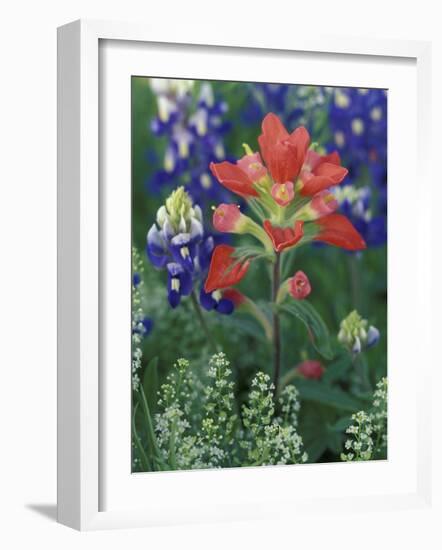 Close-up of Texas Paintbrush, Hill Country, Texas, USA-Adam Jones-Framed Photographic Print