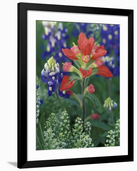 Close-up of Texas Paintbrush, Hill Country, Texas, USA-Adam Jones-Framed Photographic Print