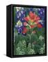 Close-up of Texas Paintbrush, Hill Country, Texas, USA-Adam Jones-Framed Stretched Canvas