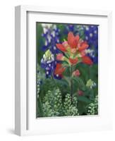 Close-up of Texas Paintbrush, Hill Country, Texas, USA-Adam Jones-Framed Photographic Print