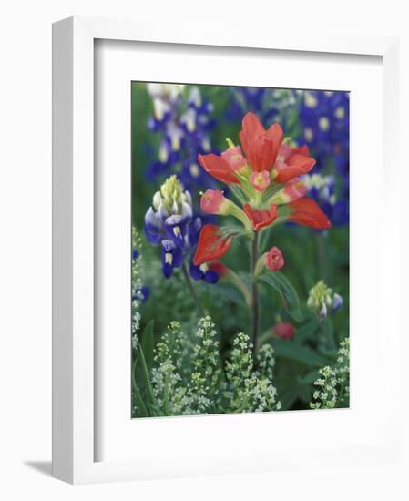 Close-up of Texas Paintbrush, Hill Country, Texas, USA-Adam Jones-Framed Photographic Print