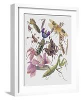 Close-Up of the Anatomic Scheme of Insects-null-Framed Giclee Print