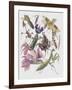 Close-Up of the Anatomic Scheme of Insects-null-Framed Giclee Print