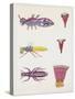 Close-Up of the Anatomic Scheme of Insects-null-Stretched Canvas