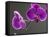 Close up of the Beauty of Orchid Flower-eskay lim-Framed Stretched Canvas