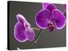 Close up of the Beauty of Orchid Flower-eskay lim-Stretched Canvas