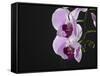 Close up of the Beauty of Orchid Flower-eskay lim-Framed Stretched Canvas