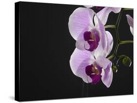 Close up of the Beauty of Orchid Flower-eskay lim-Stretched Canvas