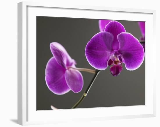 Close up of the Beauty of Orchid Flower-eskay lim-Framed Photographic Print